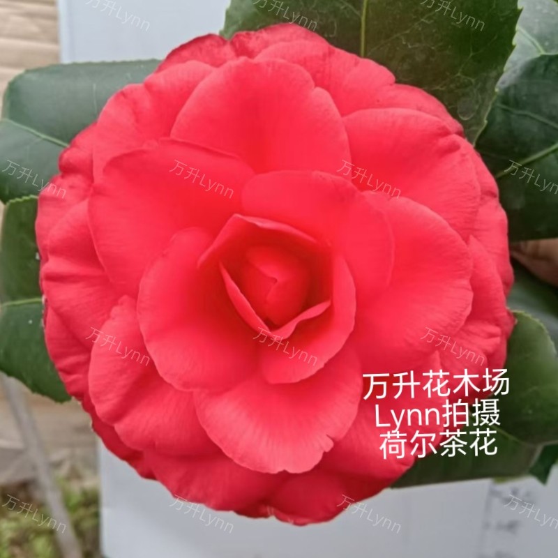 荷尔茶花 大红色山茶花
