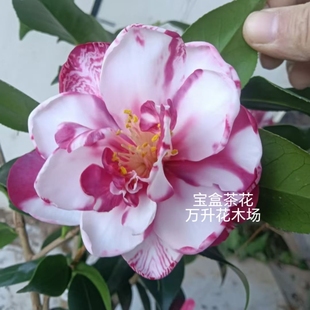 宝盒茶花 紫红色系列 名贵茶花