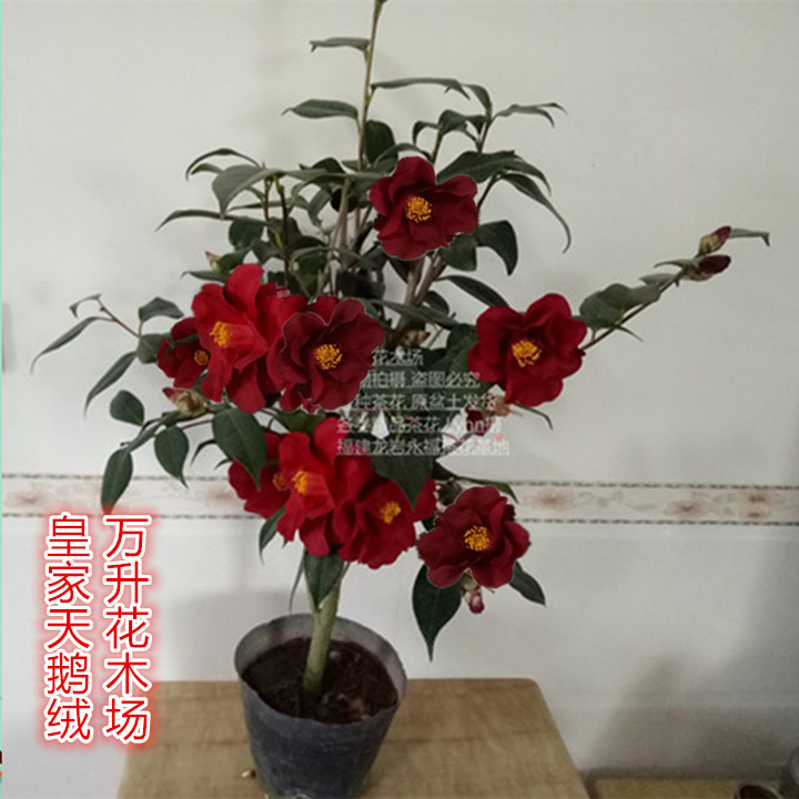 皇家天鹅绒茶花 美国茶花黑红色泛绒光 大规格一对一选苗