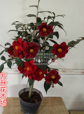 皇家天鹅绒茶花 美国茶花黑红色泛绒光 大规格一对一选苗