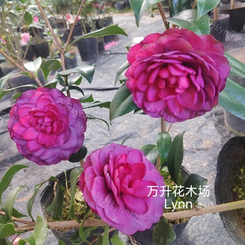 紫螺旋茶花，紫色系列茶花，高端新品种茶花 - 封面