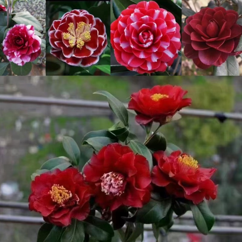 都德宝贝茶花 火焰茶花 黑龙帕克雷欧 名贵品种