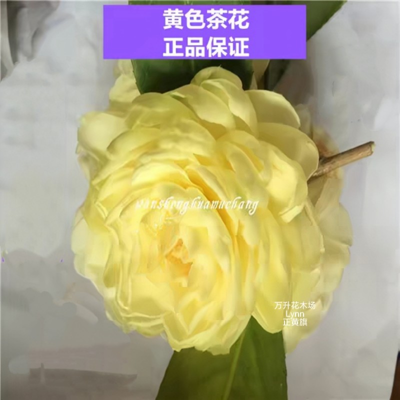 正黄旗茶花 纯黄色花系 正品 精品盆栽茶花  名贵黄茶花