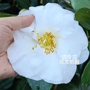 白尼姑茶花 白色茶花 大花品种 名贵茶花