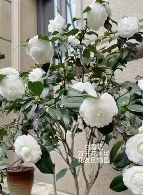 白色山茶花香奈儿款白茶花冬季