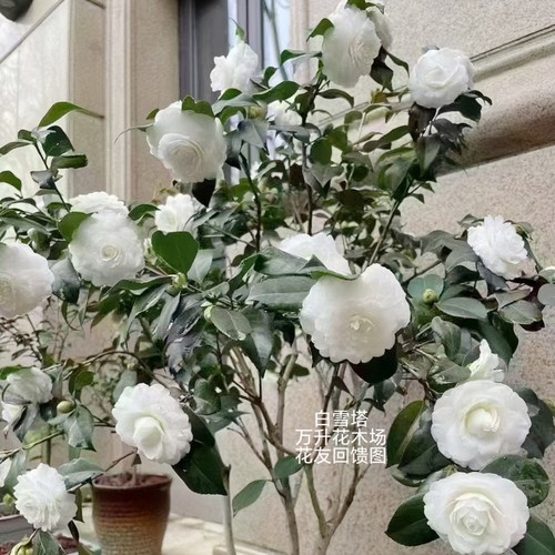 白色山茶花香奈儿款白茶花冬季
