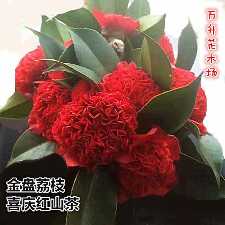 金盘荔枝茶花 喜庆色茶花红色山茶花 红山茶盆栽,鲜花速递/花卉仿真/绿植园艺,时令草本花卉,淘宝优惠券,粉丝福利购,淘宝优惠卷