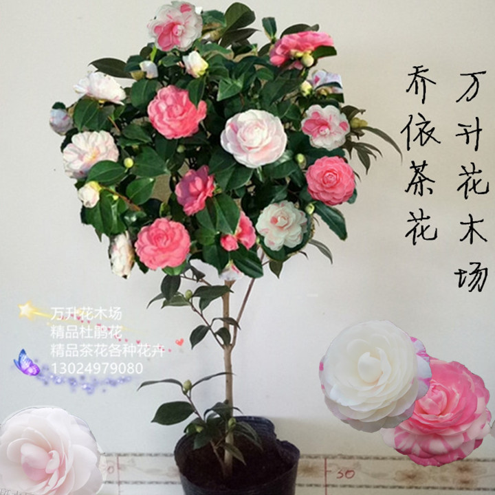 乔依茶花 乔依肯德力克茶花 乔伊茶花 多色系列茶花 巨型花