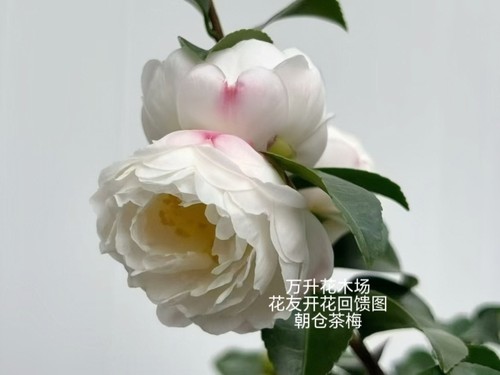 带香味茶梅好养高端茶梅产地花卉