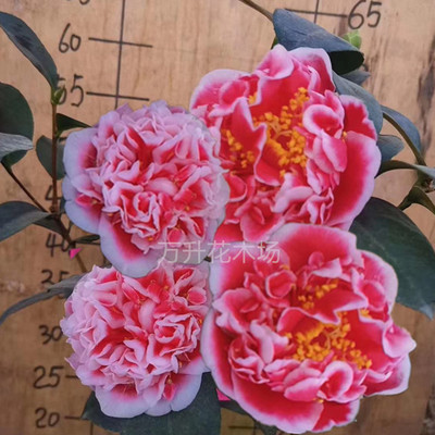 龙火珠产地直销对比鲜明新秀茶花