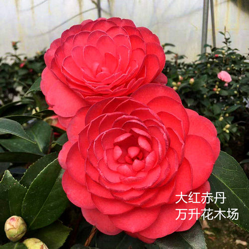 覆轮桃色茶花赤丹六角大红