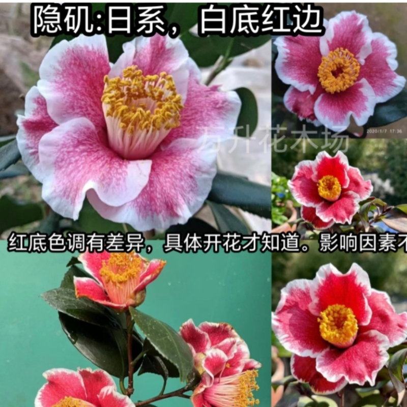 隐矶 朝日之雪 日系叶艺吹玉白雪爱宕岩根绞锦叶覆轮一休隐矶燕返