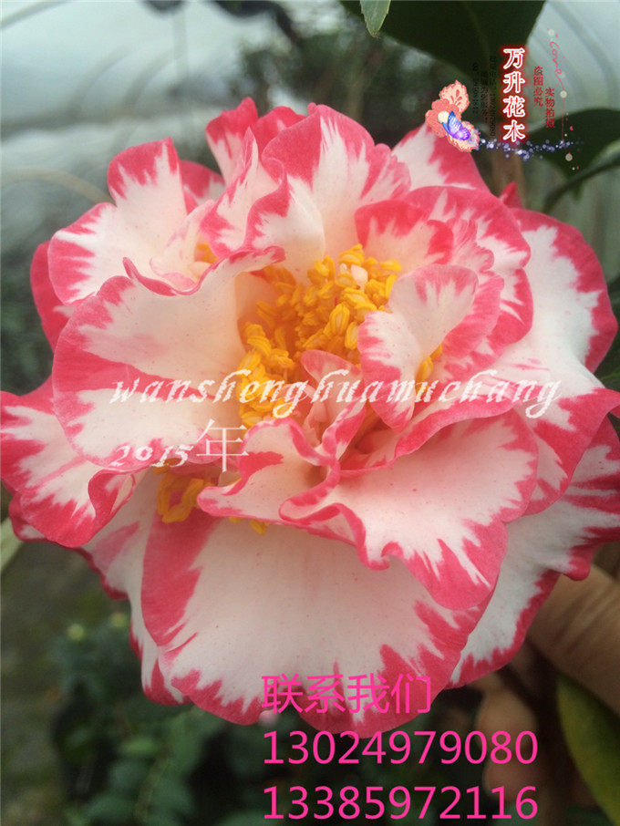 宽彩带茶花 花色多变 玛卡德 艳奥塔名贵品种茶花苗茶花超级贝蒂