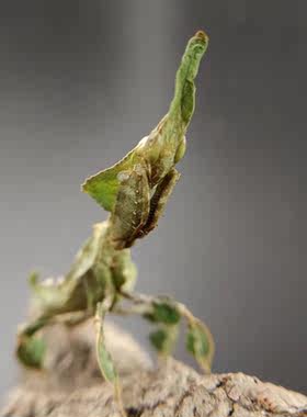 幽灵螳螂学生宿舍办公桌室活体昆虫科普儿童个性另类爬虫宠物礼物