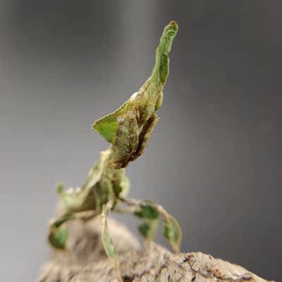 幽灵螳螂学生宿舍办公桌室活体昆虫科普儿童个性另类爬虫宠物礼物