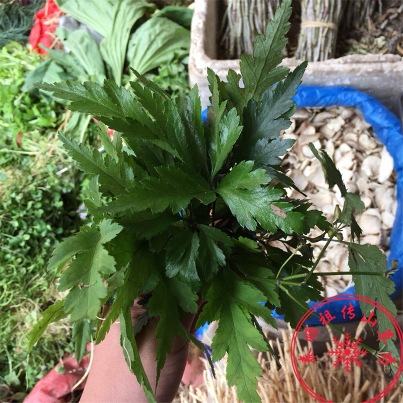 泰顺中草药野生新品农家自采自晒药材黄连草黄莲鸡爪莲干货50g