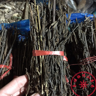 泰顺中草药野生新品中药材山油麻茵陈灵茵陈阴行草山芝麻论把