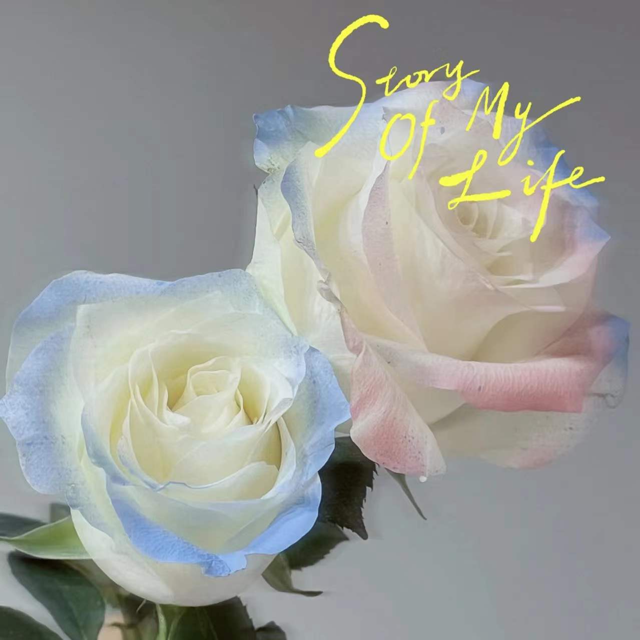 心悠碎冰蓝鲜花喷漆花艺染色剂