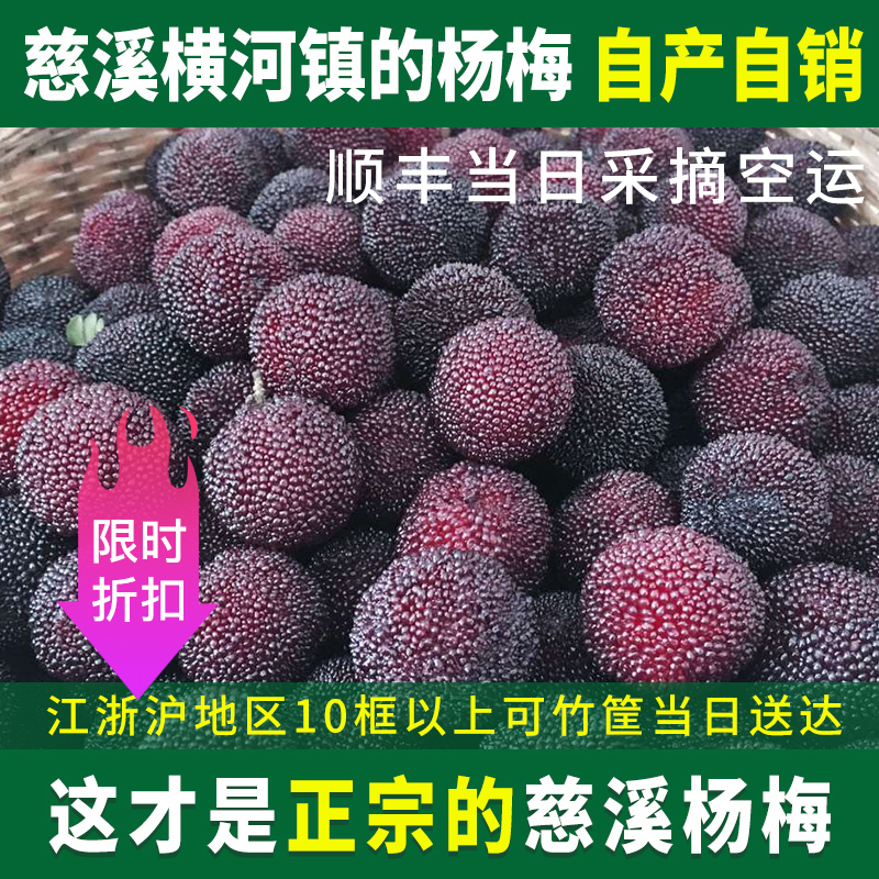 正宗精品慈溪杨梅5斤宁波新鲜杨梅余姚现摘发孕妇杨梅江浙沪包邮