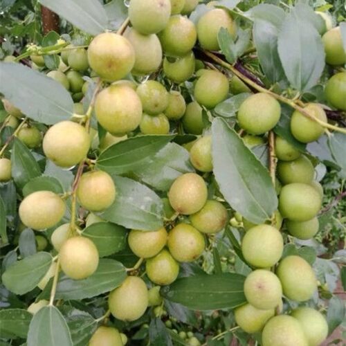 100颗晋酸三号酸枣山西酸枣苗晋酸三号双仁酸枣树苗新鲜酸枣现挖