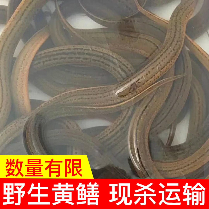 鲜活现杀野外生长黄鳝活体长鱼鳝鱼黄鳝丝