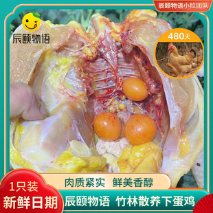 辰颐物语严选480天竹林散养下蛋鸡新鲜现杀正宗土鸡老母鸡走地鸡