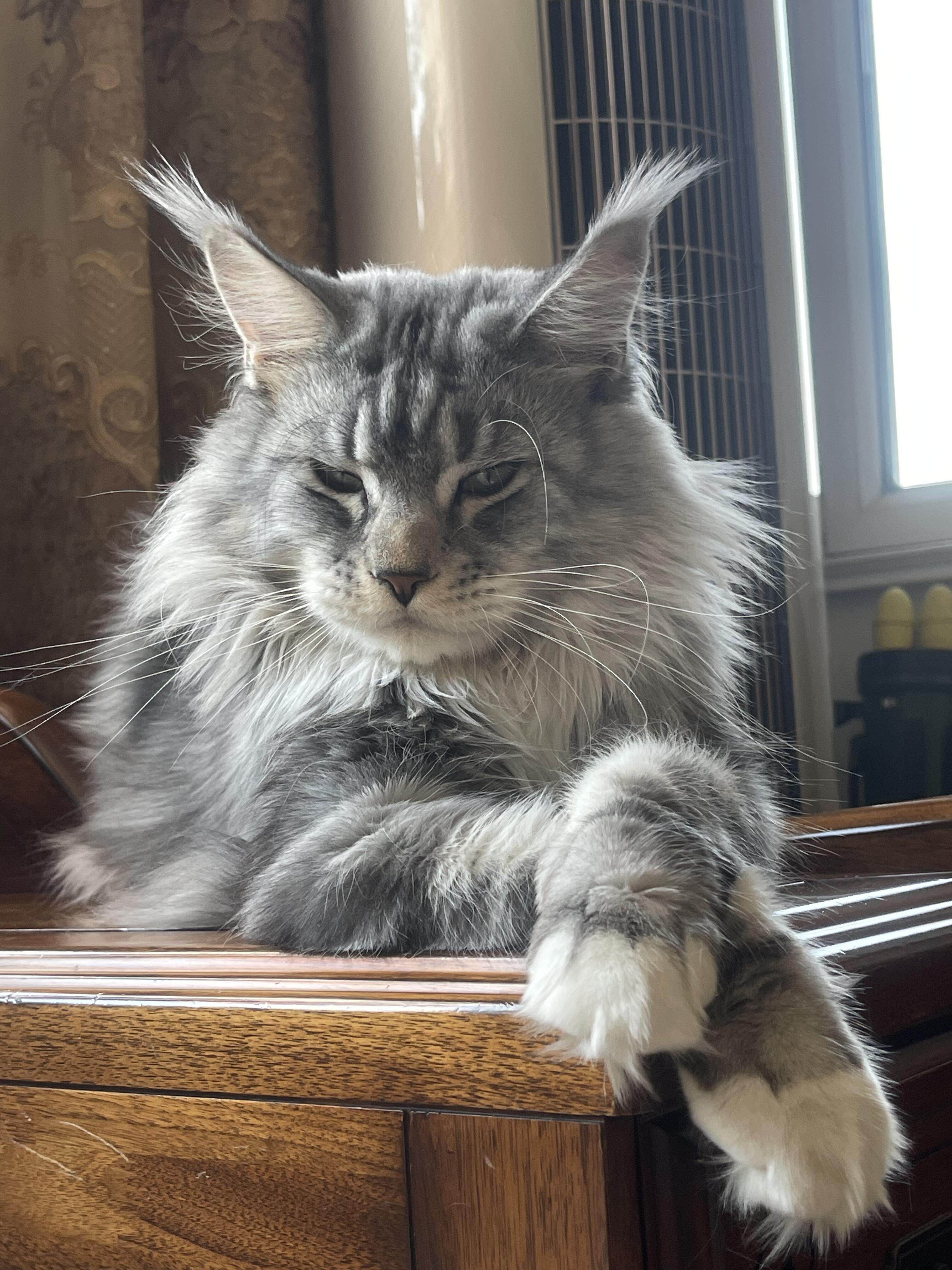 缅因猫幼猫纯种俄罗斯巨型缅因银虎斑棕虎斑烟灰色缅因猫幼崽活体