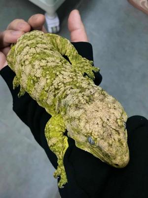 巨人守宫爬宠班帆蜥蜴宠物活体蜥蜴爬宠蓝舌异宠模型饲料食物