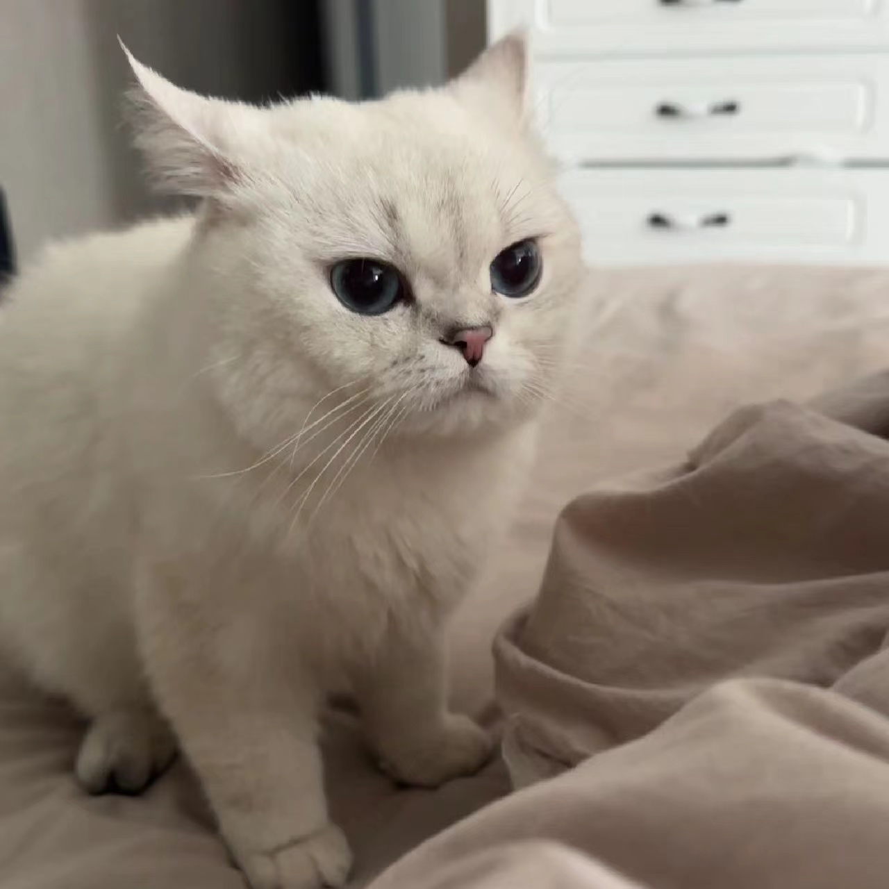 银点猫幼猫蓝眼睛短毛