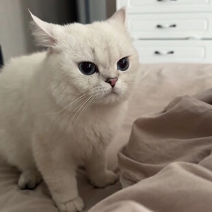 纯种银渐层猫幼猫活体英短金渐层猫矮脚猫银点猫活物宠物猫咪幼崽