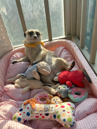 狐獴孤獴宠物活物幼崽网红丁满手养家养成年