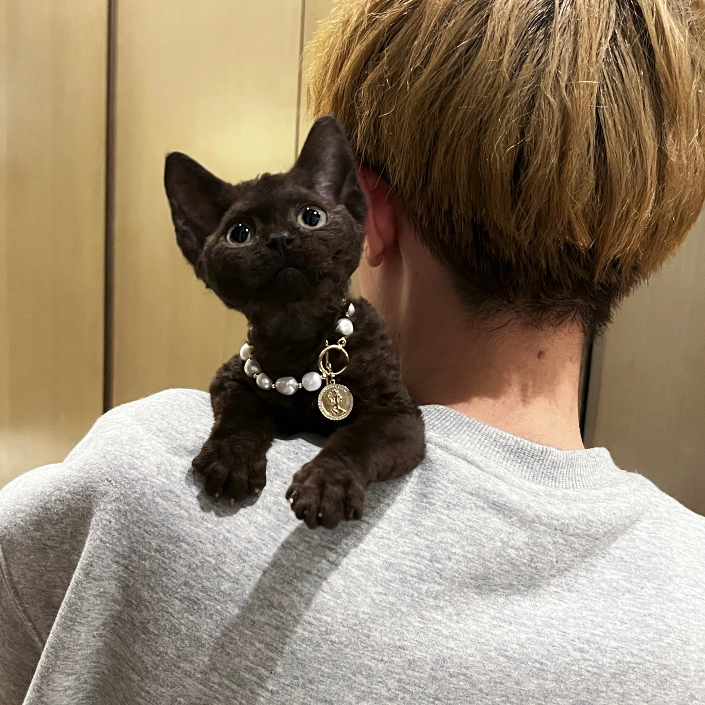 德文卷毛猫小猫咪纯种卷毛