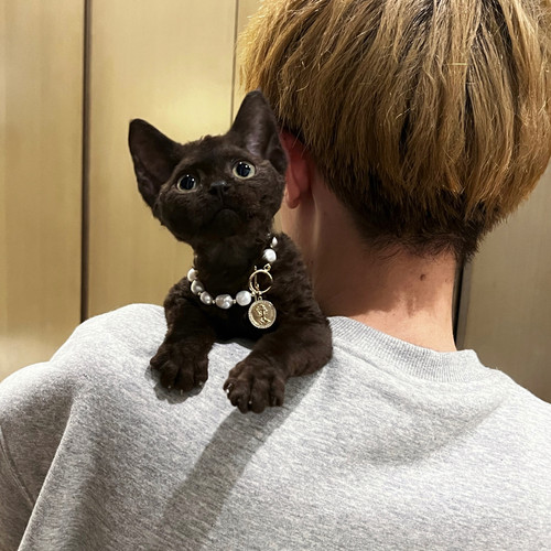 德文卷毛猫小猫咪纯种卷毛