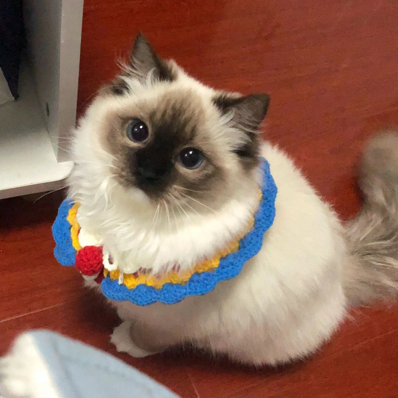 布偶猫宠物猫仙女猫长毛