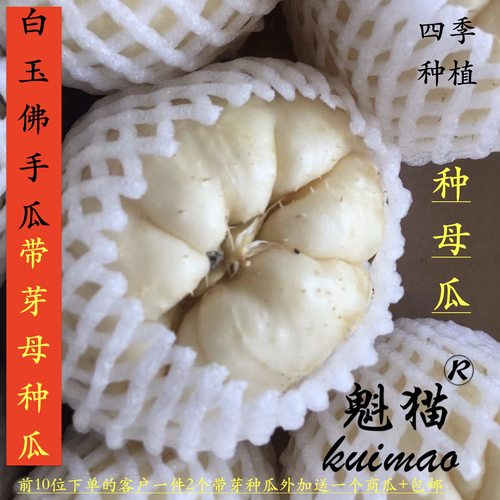 农家特色农产品瓜果白玉白色佛手瓜猪肉瓜刺瓜带芽种苗产地直销