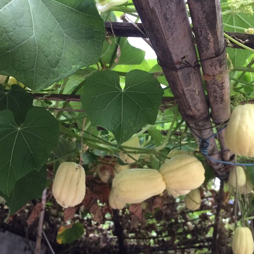 正宗农家新鲜水果瓜果蔬菜当季现摘现发白玉佛手瓜无刺带刺佛手瓜