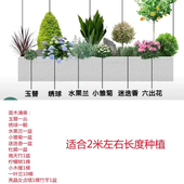 花镜植物亮晶女贞棒棒糖系列搭配套餐