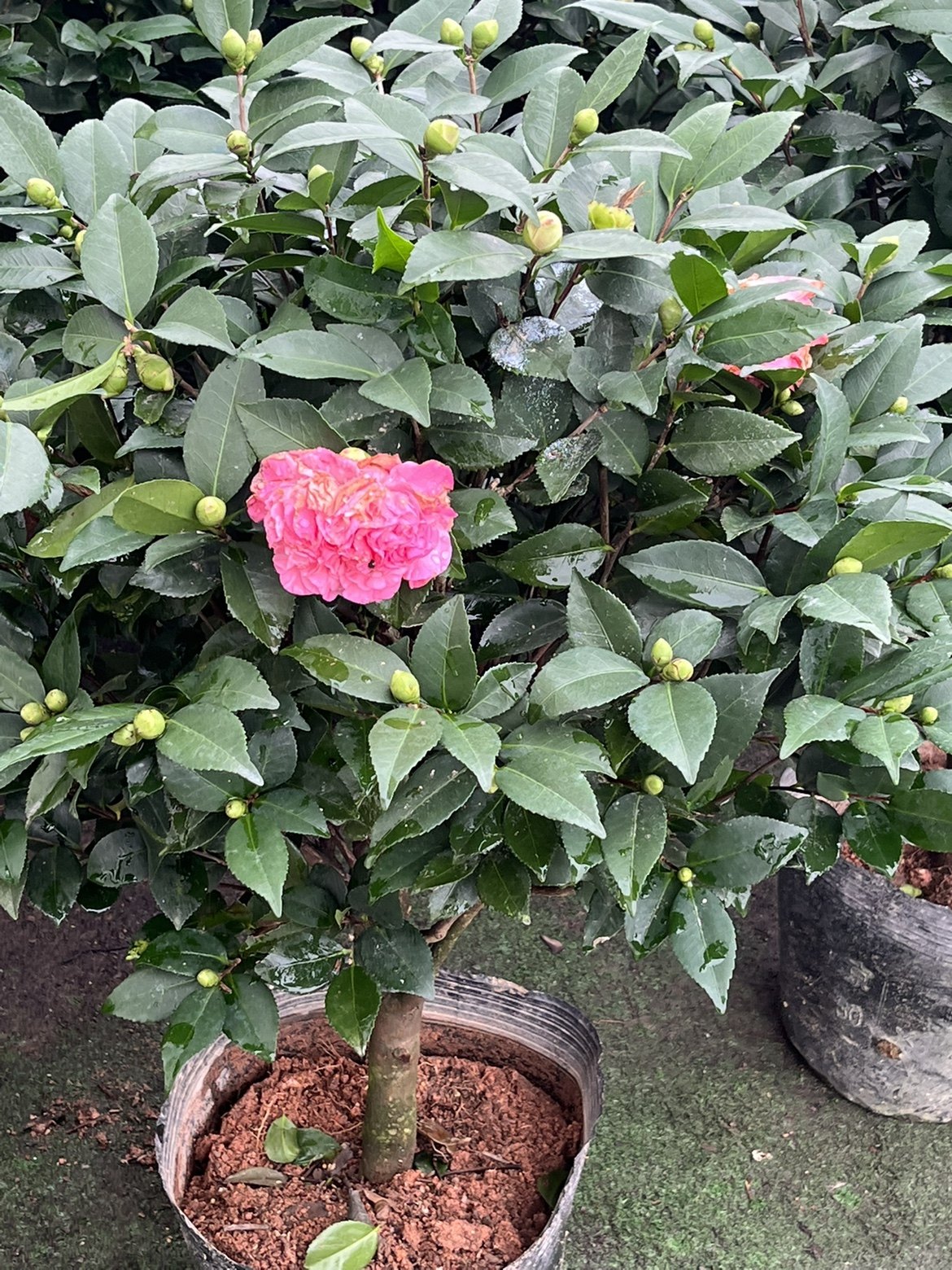花鲜花绿植开花香花庭院绿化植物茶花香水茶花