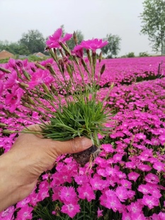 花鲜花四季开花红花鲜花盆栽植物景观花卉欧石竹