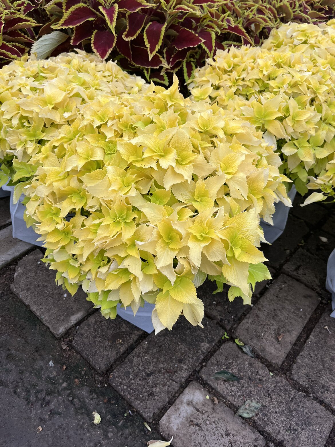 花镜彩叶搭配庭院植物彩叶草