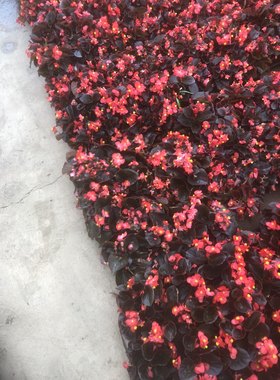 花鲜花草花海棠花庭院花卉盆栽四季红叶海堂花