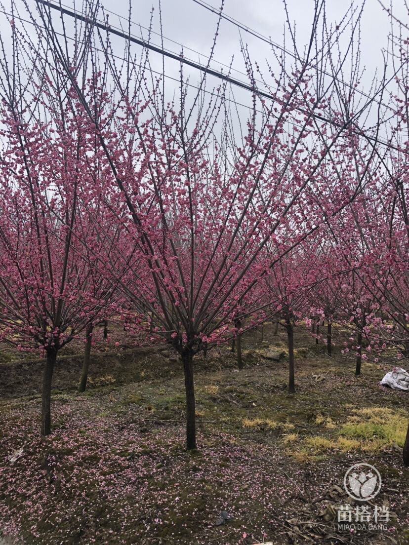 庭院绿花景观树骨里红红梅梅花树开花植物盆栽