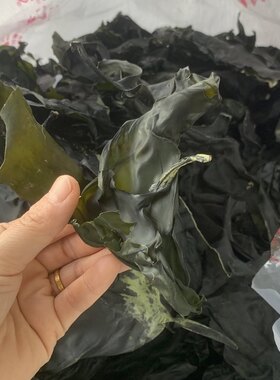 新鲜收割南澳岛海带头干货特厚野生昆布南澳特产火锅料泡发率高