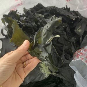 新鲜收割南澳岛海带头干货特厚野生昆布南澳特产火锅料泡发率高