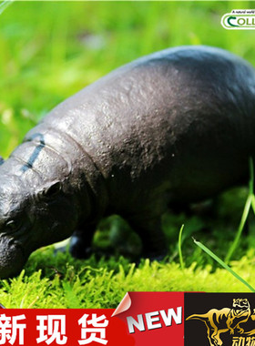 COLLECTA我你他野生动物恐龙模型玩具 侏儒河马88686全新现货