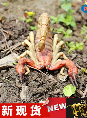 PAPO男女孩仿真静态动物恐龙模型玩具 50209蝎子 全新现货