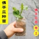 老品种佛手瓜种苗带母体带根土带叶四季 种植苗龙须菜秧苗扶手瓜种