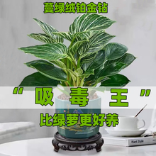 名贵品种 常青数量有限吸毒王净化空气 蔓绿绒铂金钻四季