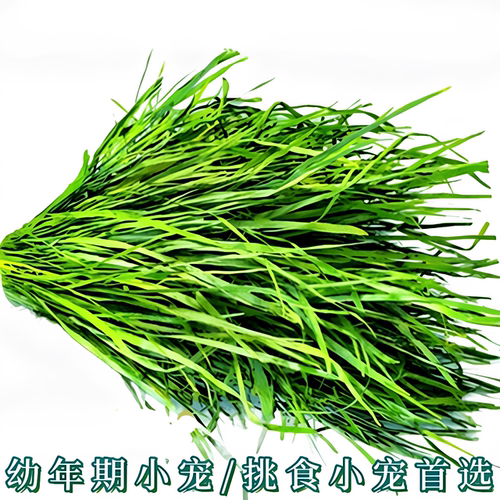 26全新南提提摩西草兔子龙猫仓鼠