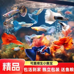孔雀热带观赏鱼凤尾淡水小鱼易繁殖好养耐活耐养金鱼凤尾斑马活鱼